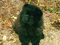 Chow chow Balder/ Incipit Que Feliz