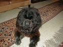Chow chow Samson