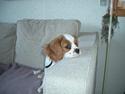 Cavalier king charles spaniel Tulle