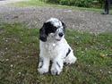 Amerikansk cocker spaniel rubber *død*