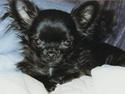Chihuahua Gizmo (død)