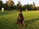 Dobermann Djarco