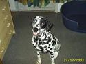 Dalmatiner Walter ( R.I.P )