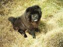 Chow chow Nang Wa Kuplai Kahn