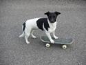 Blanding af racer Kira