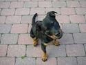 Rottweiler Nala ***R.I.P.***