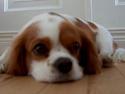 Cavalier king charles spaniel Abby