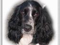 Cocker spaniel Ziki