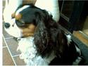 Cavalier king charles spaniel Oliver
