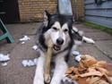 Alaskan malamute Xafie