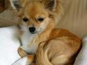 Chihuahua Bette