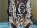 Cocker spaniel Bastian