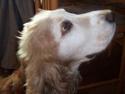 Cocker spaniel Buller *død*