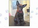Australsk kelpie Tess