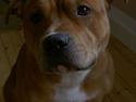 Staffordshire bull terrier ! CH.Cocio--