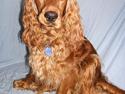 Cocker spaniel Luna