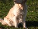 Golden retriever Fair Lady Laura - Bella †