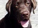 Labrador retriever Rolf