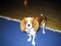 Cavalier king charles spaniel - Poggi