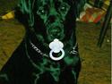 Labrador retriever Funny tims Heros død