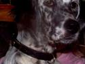 Engelsk setter Molte
