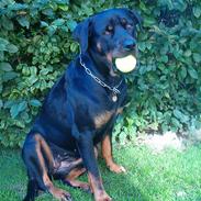 Rottweiler bella