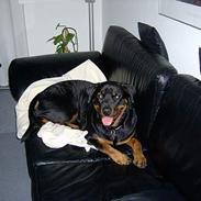 Rottweiler bella