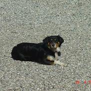 Blanding af racer Bella