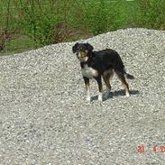 Blanding af racer Bella