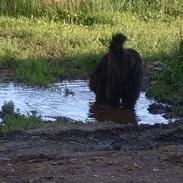 Newfoundlænder Black Houdini´s "Fuller"