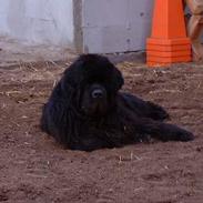 Newfoundlænder Black Houdini´s "Fuller"