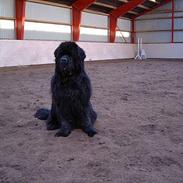 Newfoundlænder Black Houdini´s "Fuller"