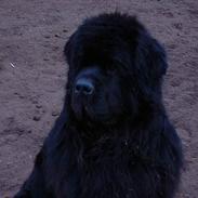 Newfoundlænder Black Houdini´s "Fuller"
