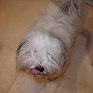 Tibetansk terrier Gandi
