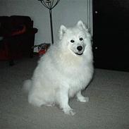 Samojedhund Bamse
