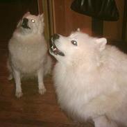 Samojedhund Bamse