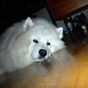 Samojedhund Bamse