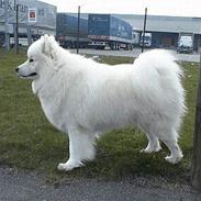 Samojedhund Bamse