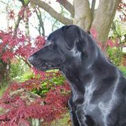 Labrador retriever Molly