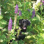 Labrador retriever Molly