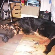 Blanding af racer Kasha