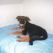 Blanding af racer Kasha