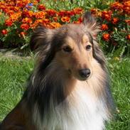 Shetland sheepdog Hero