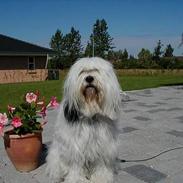 Tibetansk terrier Gandi