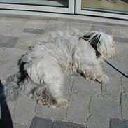 Tibetansk terrier Gandi