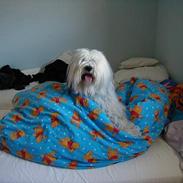 Tibetansk terrier Gandi