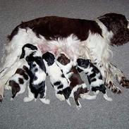 Engelsk springer spaniel bonnie