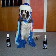 Engelsk springer spaniel bonnie