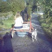 Dalmatiner Kosi