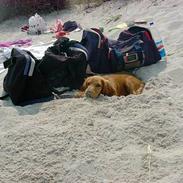 Cocker spaniel Tilde